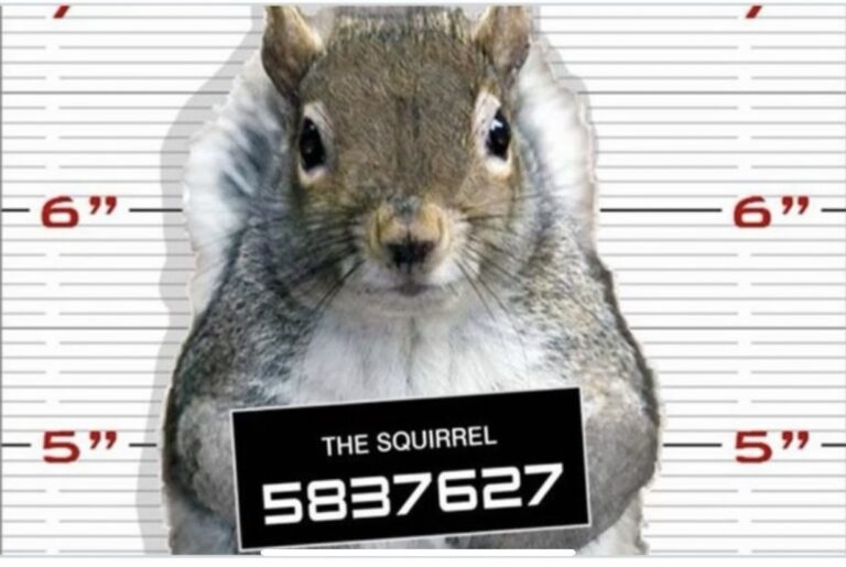 Squirrels deny involvement in campus power outage