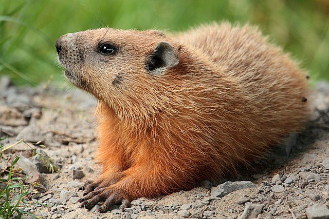 The Groundhog tradition—now, more than ever.